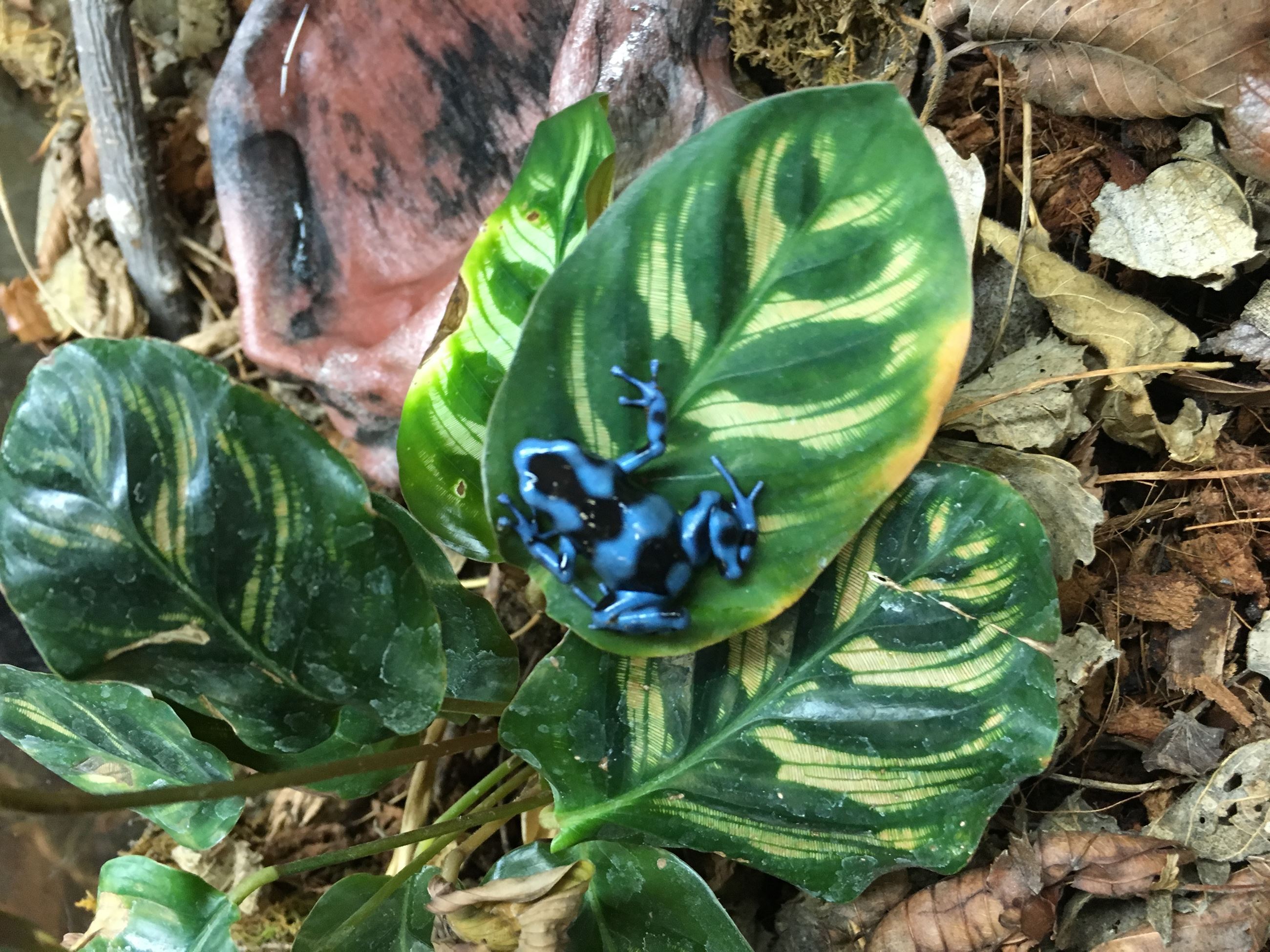Poison Dart Frogs